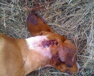 Κόσμιο Κομοτηνής: Πυροβόλησε και σκότωσε τον αδέσποτο σκύλο